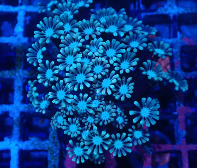Alveopora 9