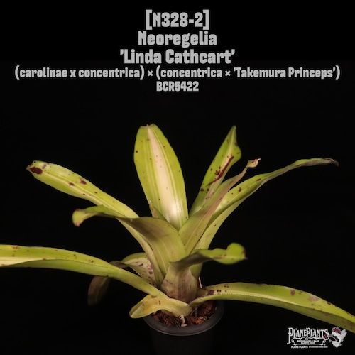 Neoregelia 'Linda Cathcart'〔ネオレゲリア〕N328-2