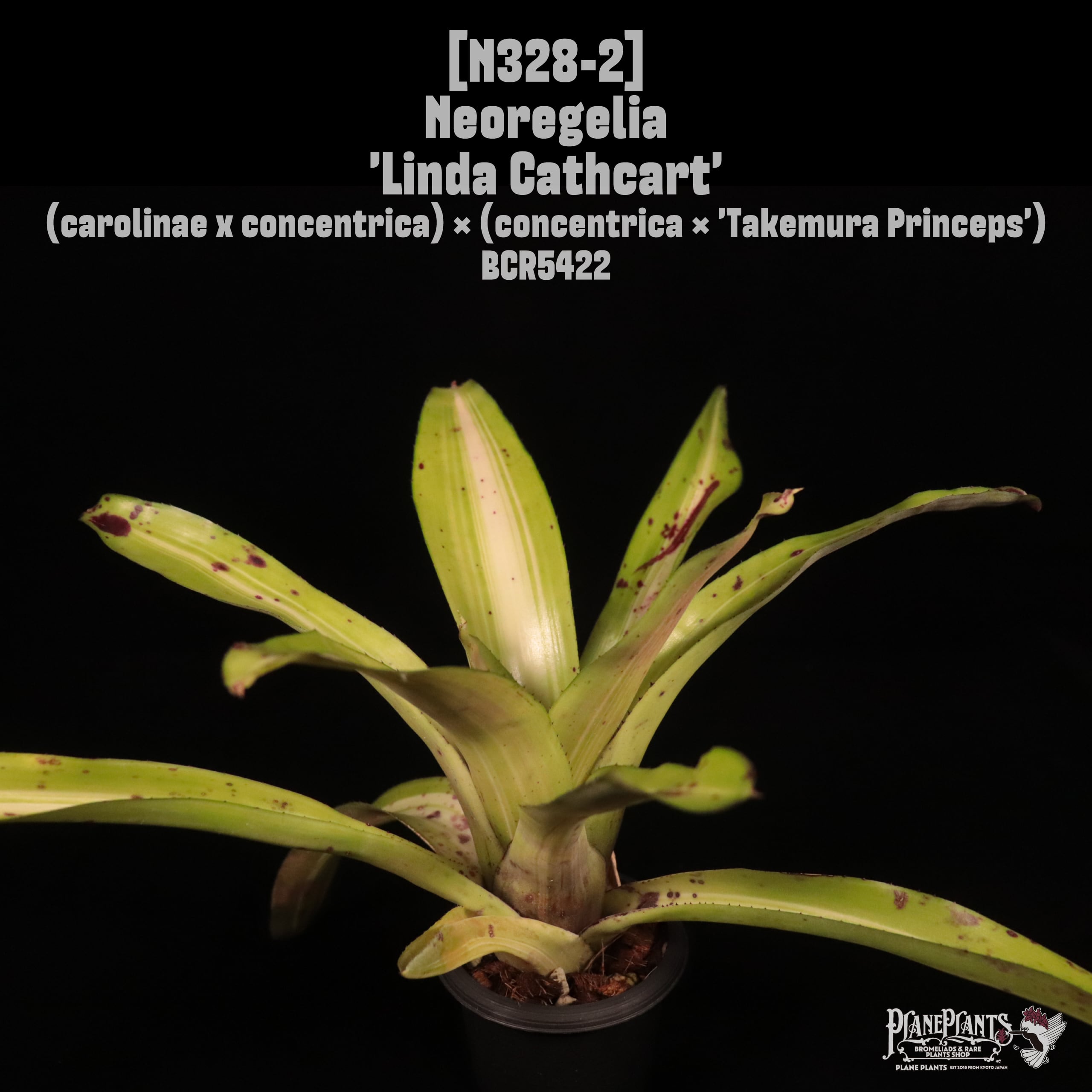 Neoregelia 'Linda Cathcart'〔ネオレゲリア〕N328-2