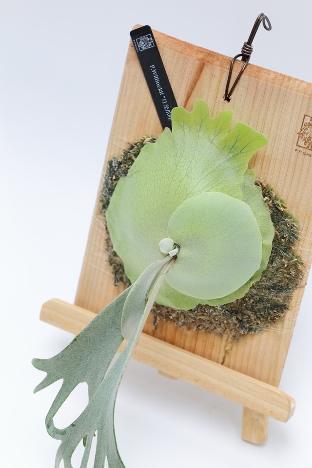 P.Willinckii 月光爪哇 Pups