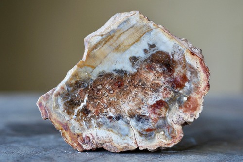 珪化木 Araucarioxylon 15