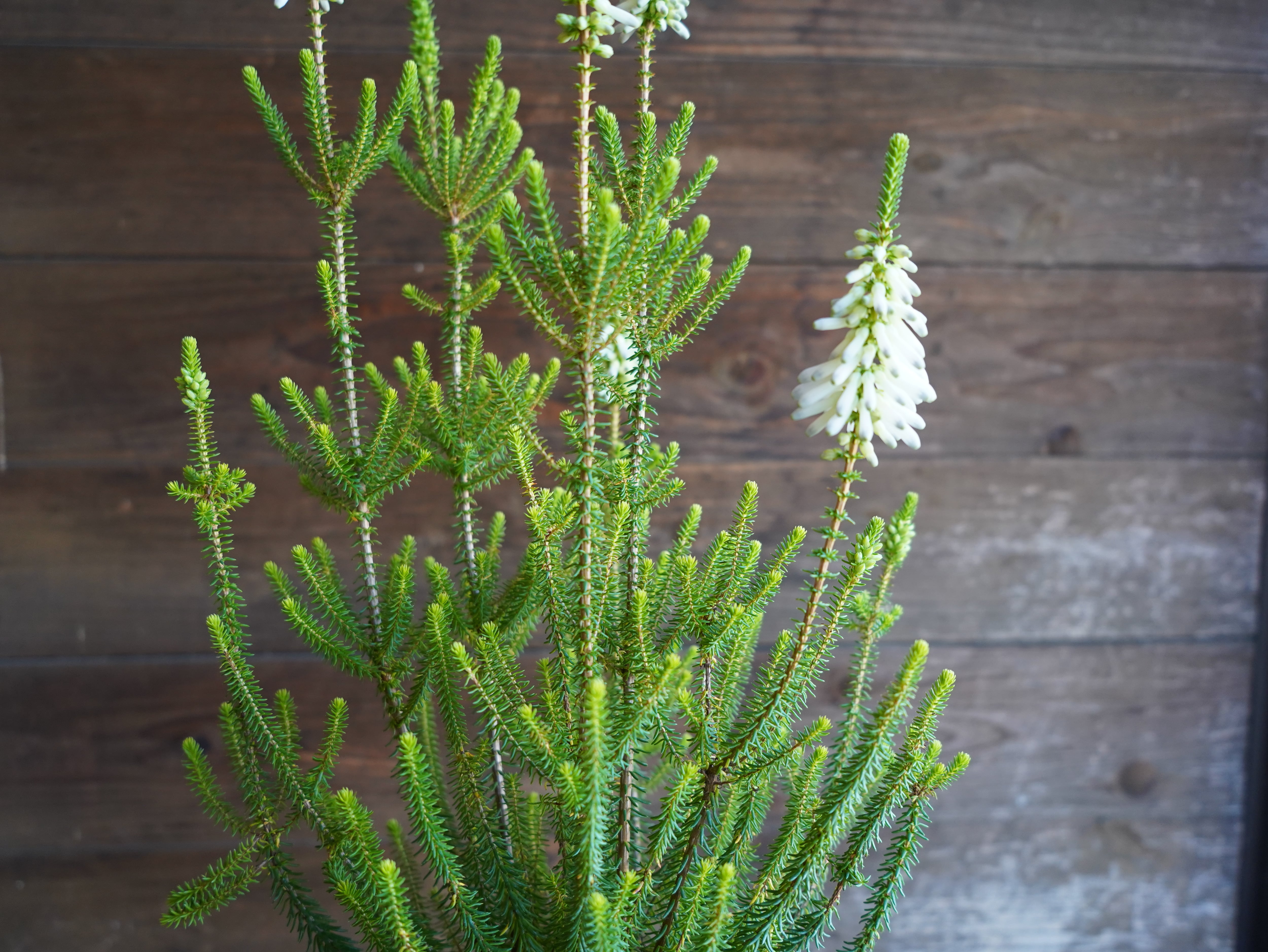 【現物】エリカ　Ｓ．’ライトスパーク’　B