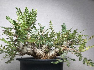 ボスウェリア ネグレクタ