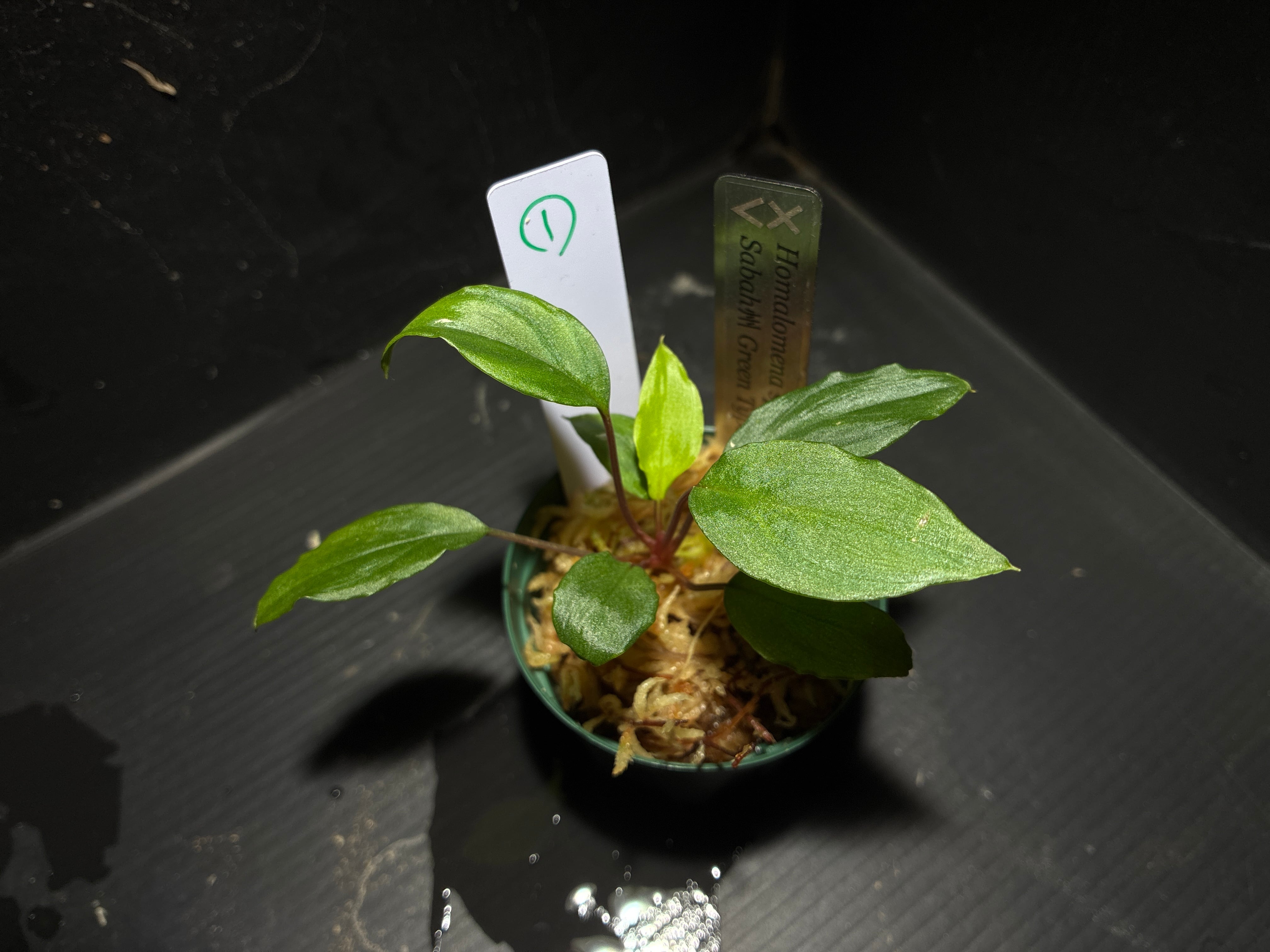 緑大型】Homalomena sp. Lingga Utara【4oko1-26-09】① | AquaFocus