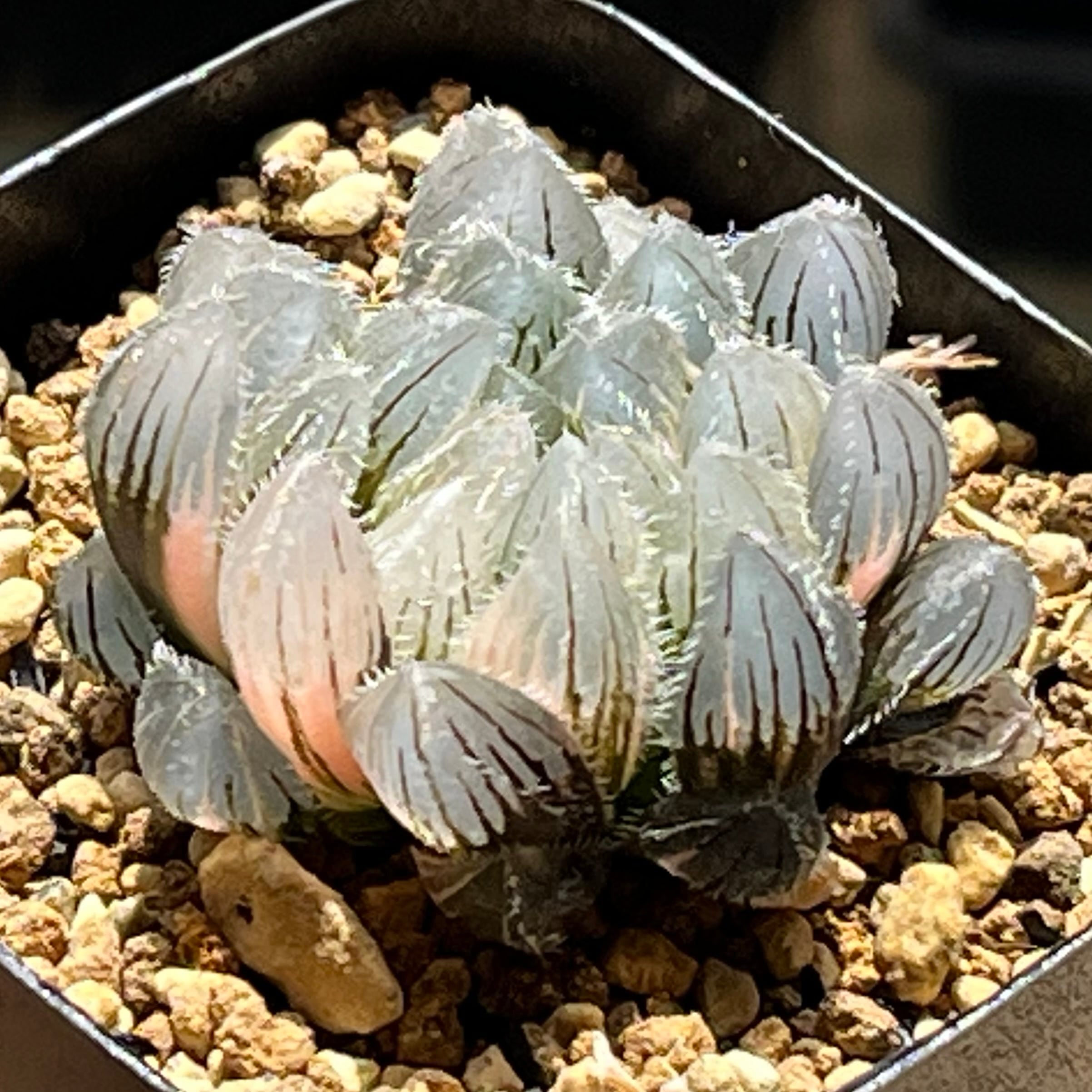 ハオルチア オブツーサ錦 竜珠 | mocono_plants