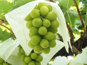 4kg前後（2kg×2箱） パリッと食べられるシャインマスカット（6～9房）