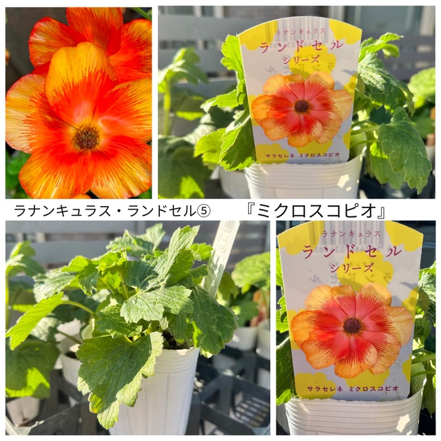 ラナンキュラス・ランドセルシリーズ⑤『ミクロスコピオ』（3.5号）希少　人気　花苗　寄せ植え