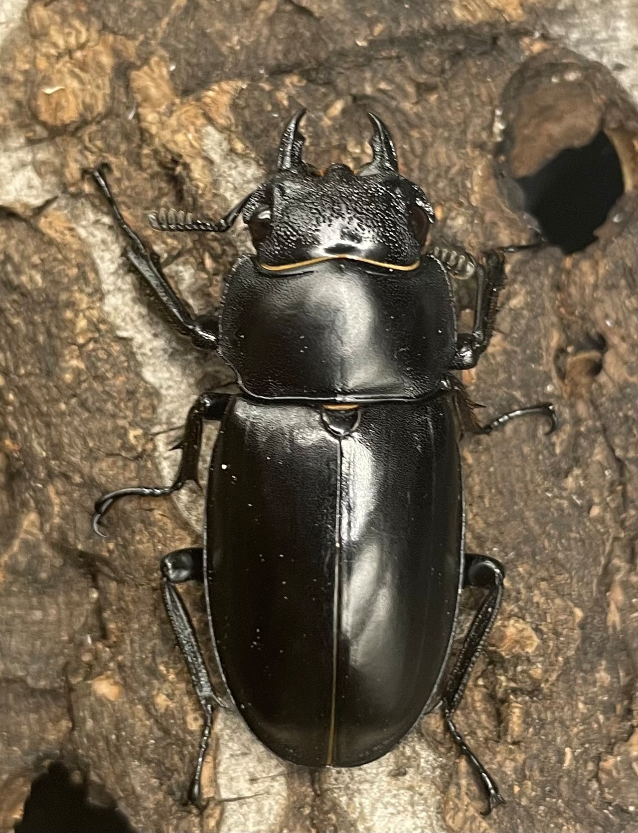 【WD】《パリーフタマタ亜種ディロレイ ♀単》