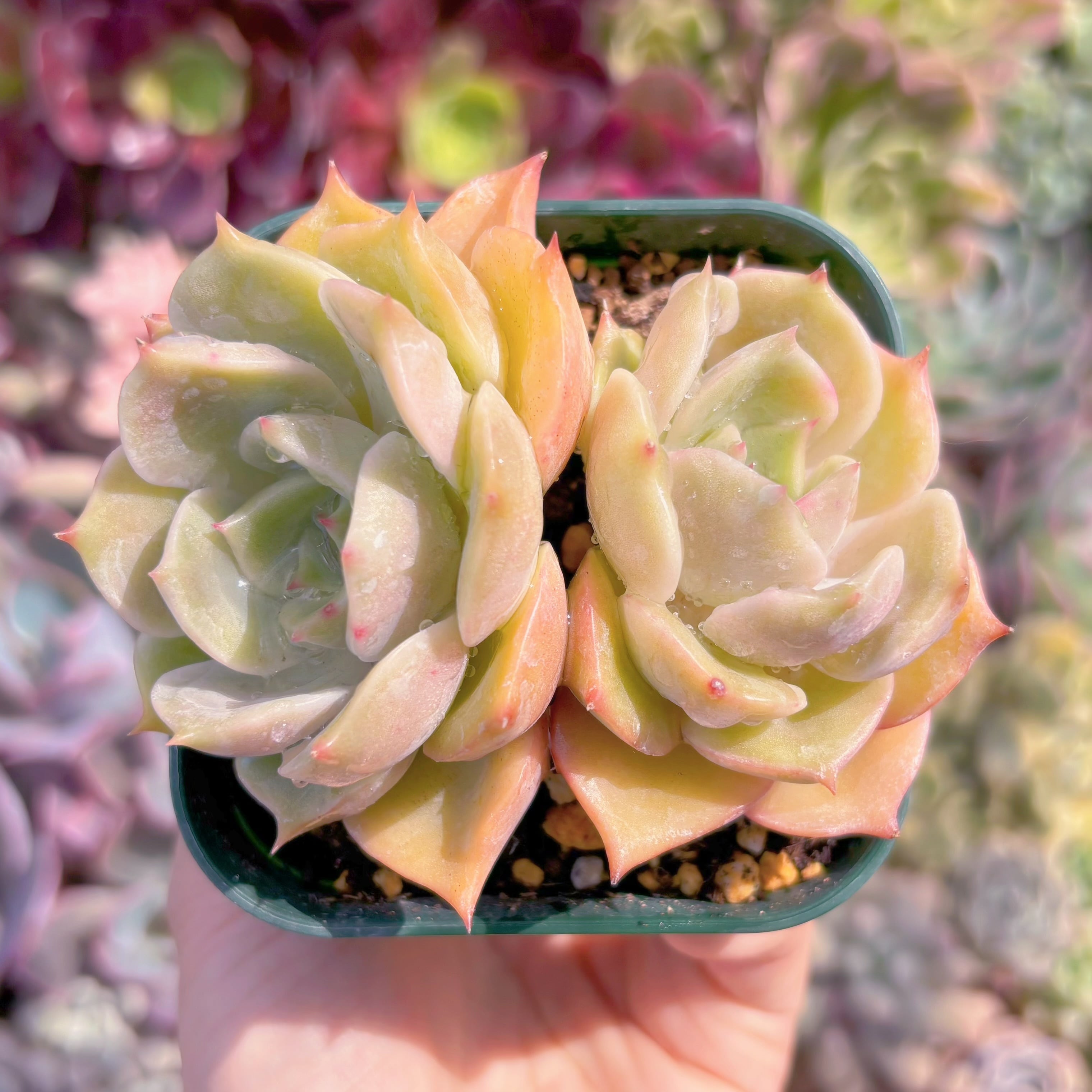 現品　アンジェリーナ#C43　るる農園