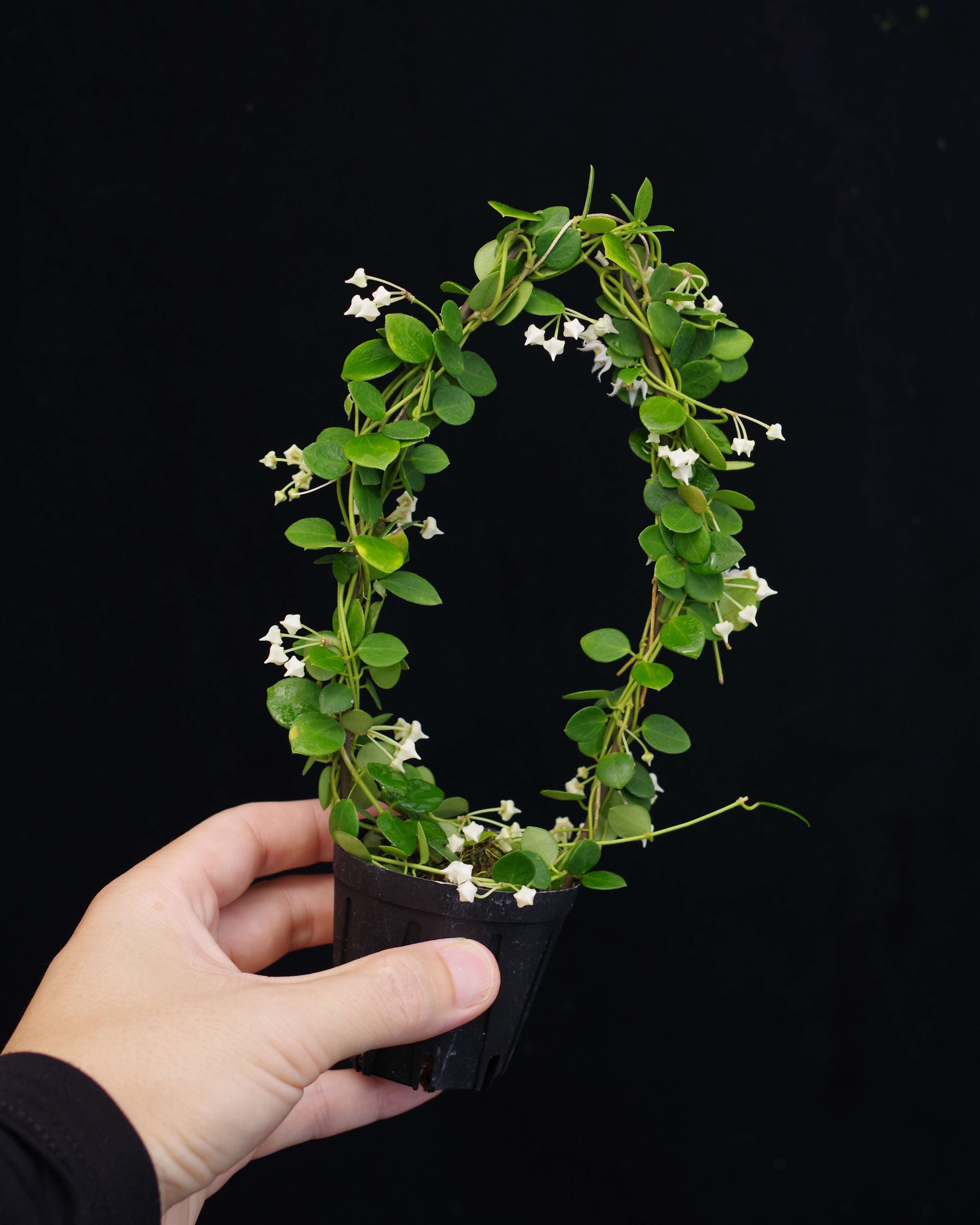 Hoya sp. Timika | 伊藤蟻植物農園 Hoya sp. Timika | 伊藤蟻植物農園