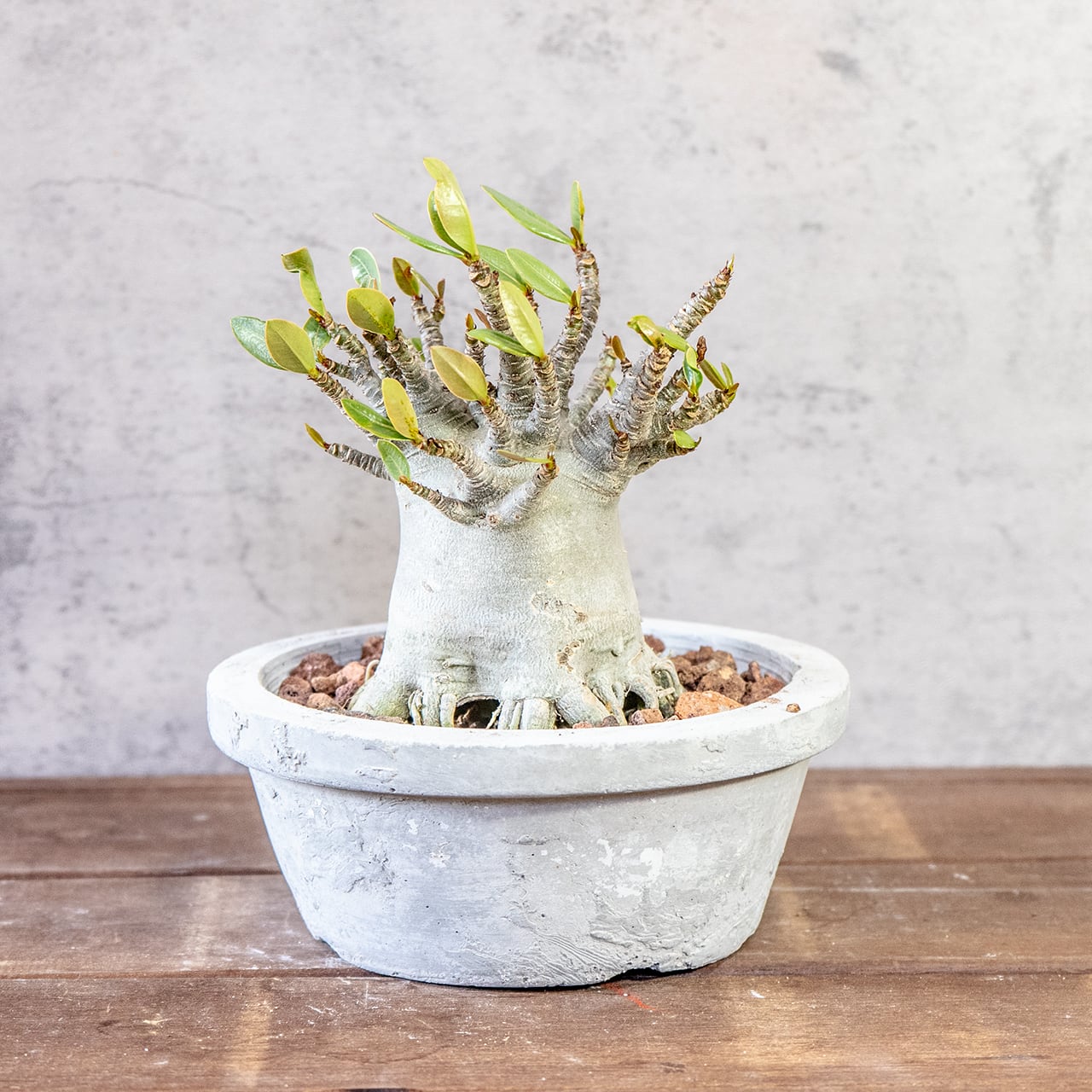 【極太塊根・ずんぐりフォルム】アデニウム・ドワーフ。無骨な「手づくりモルタル鉢」とセットで。コーデックス初心者にも。｜虫発生抑制（全国一律送料850円）