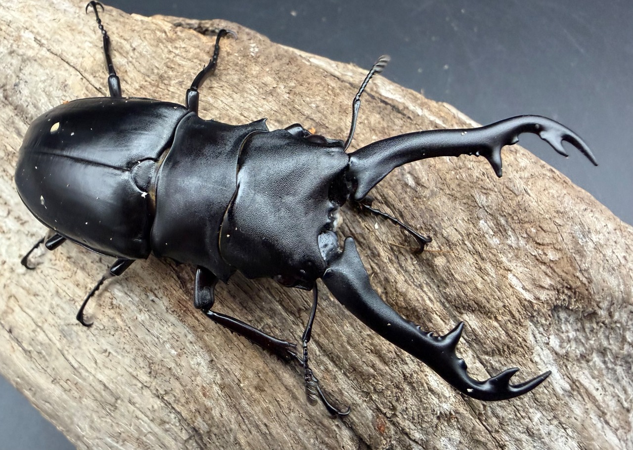 【WD】《 ギラファノコギリ亜種ボロブドゥール 89mm ペア》