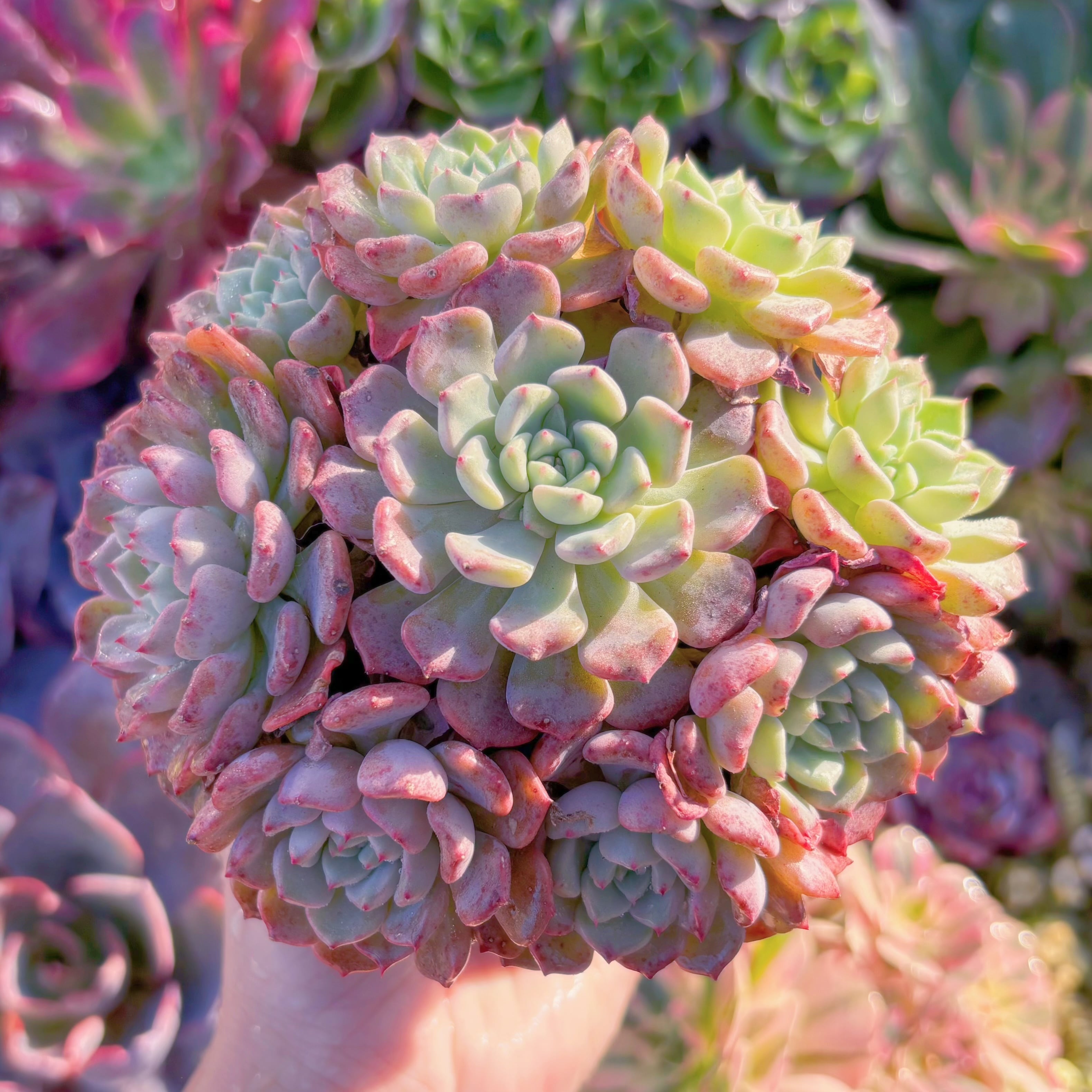 現品　キュートバブル#A037　大群生　新入荷　るる農園