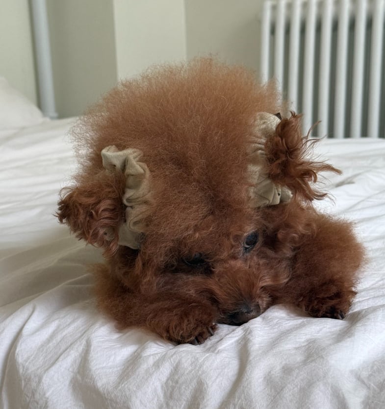 予約【tak!tak!tak!tak!】ShuShu Mocha dot cardigan Series (3color) ※単品購入不可