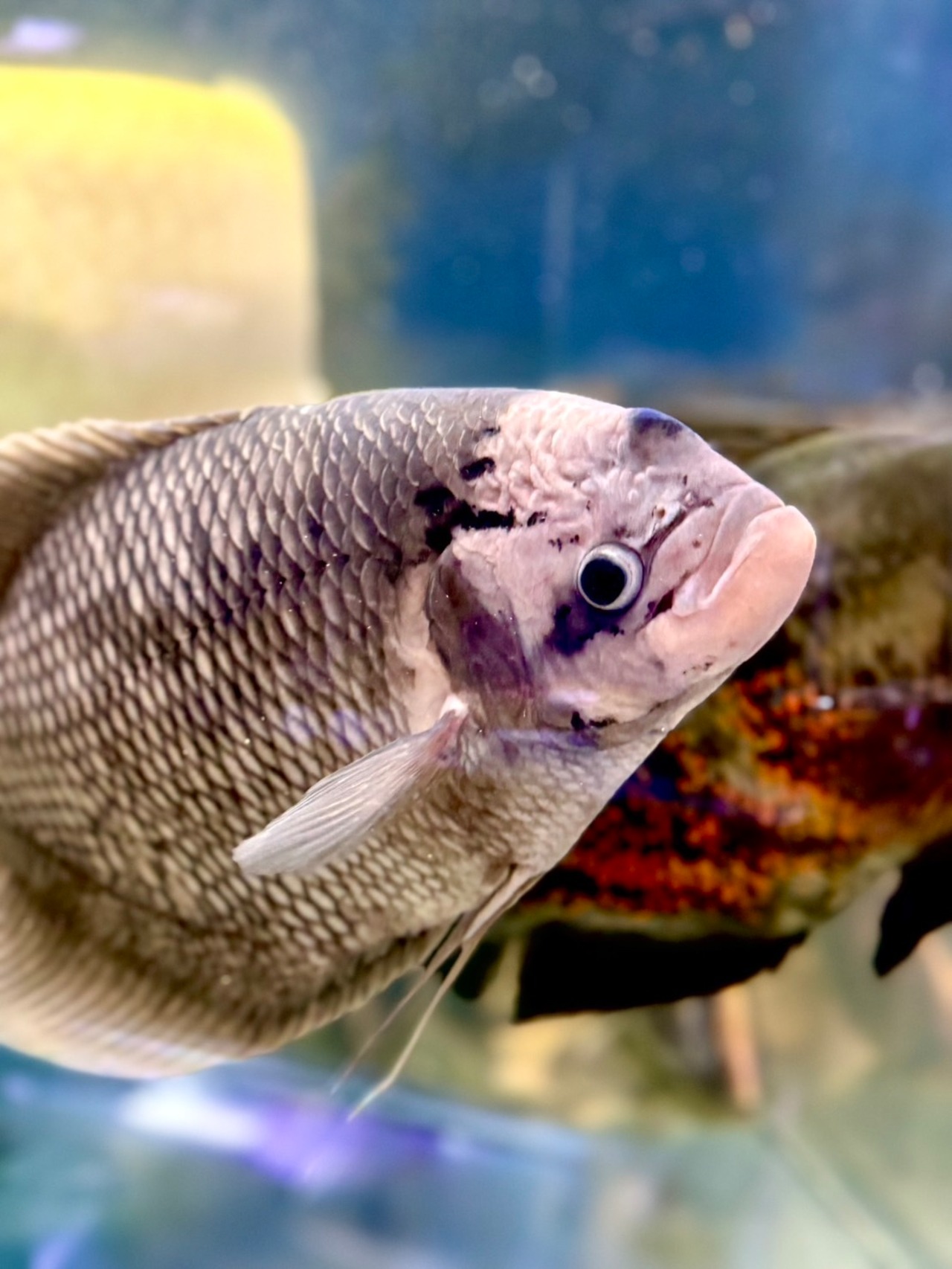 イエローフィン・ジャイアントオスフロネームスグーラミィ - 1