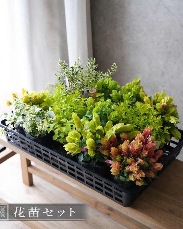 【花苗セット】 コエビ草のグリーンリース 35cm用