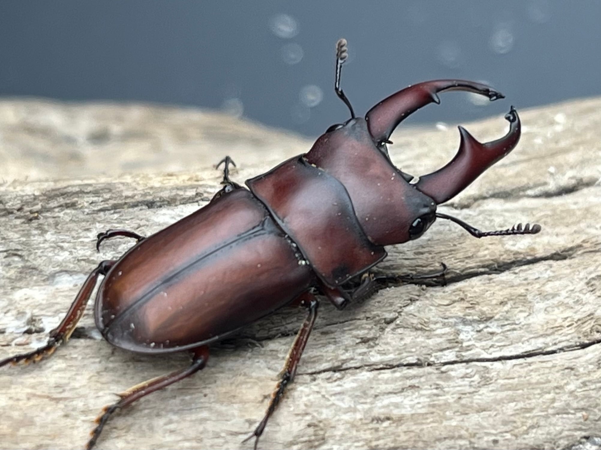 WD】《スキットゴホンツノカブト 65mm ペア》 | KPW公式オンラインショップ