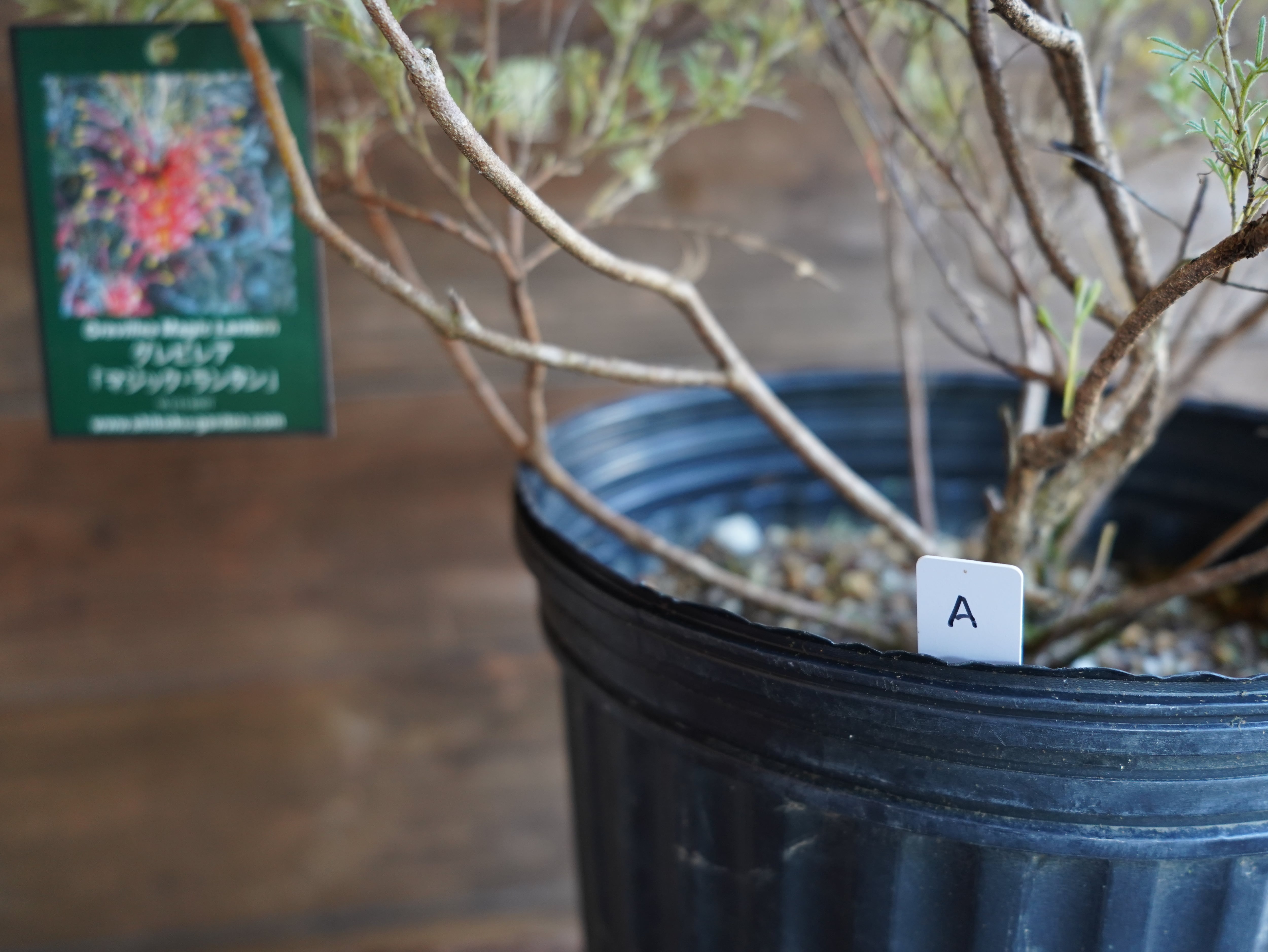 【現物】グレビレア　”マジックランタン”