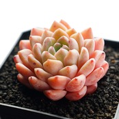 カット苗 ストロベリーミルクシェイク Echeveria 'Strawberry Milkshake'