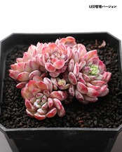 発根済カット苗 ルービン 3～4頭群生 Echeveria 'Lubin'