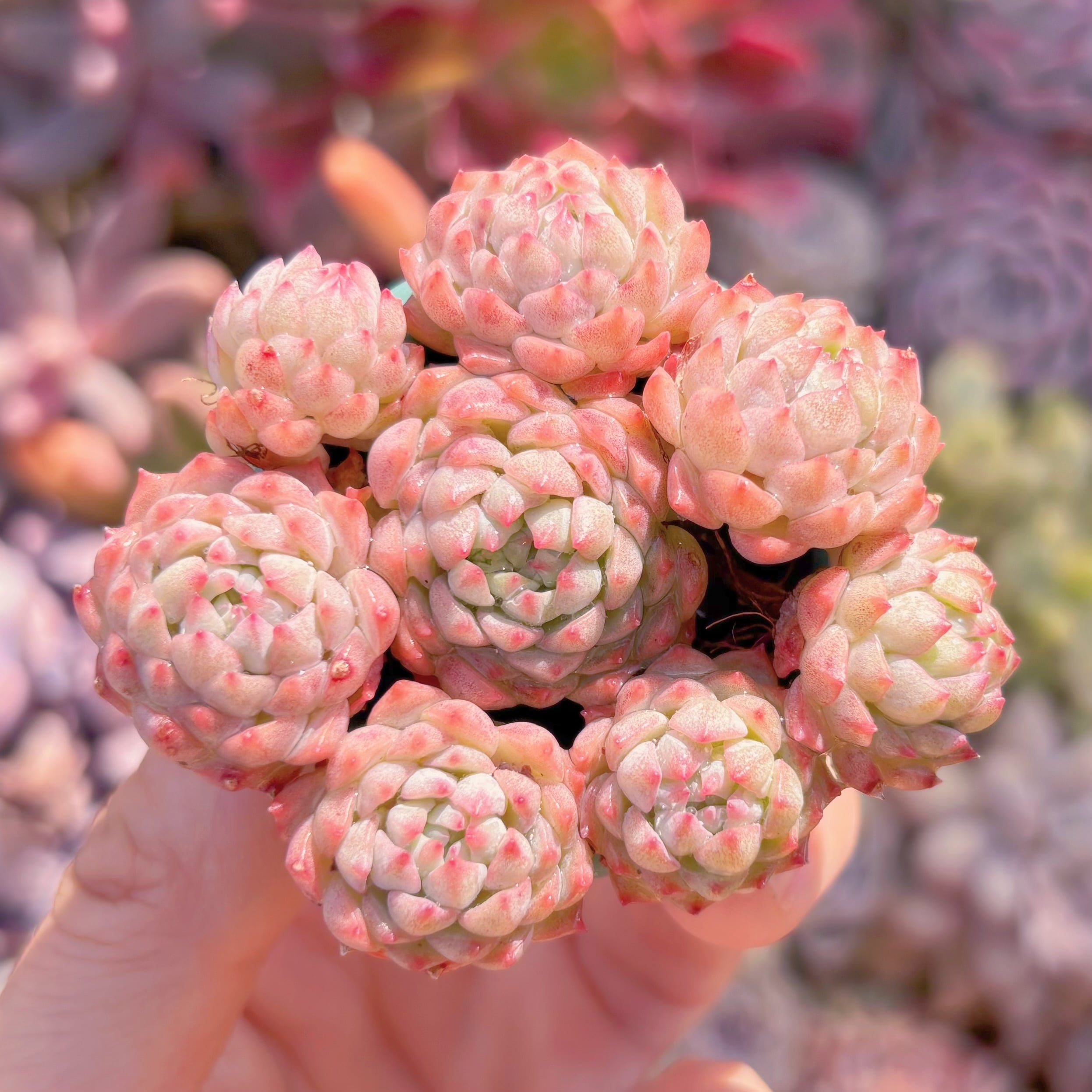 多肉植物　グロブローサxブルーミニマ　群生　新入荷　るる農園