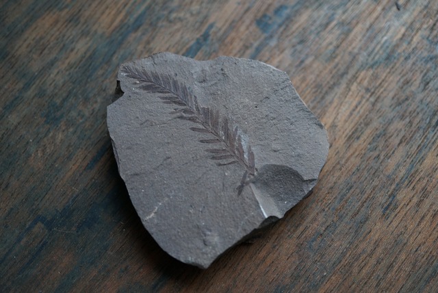 メタセコイア化石 Metasequoia sp. 1005