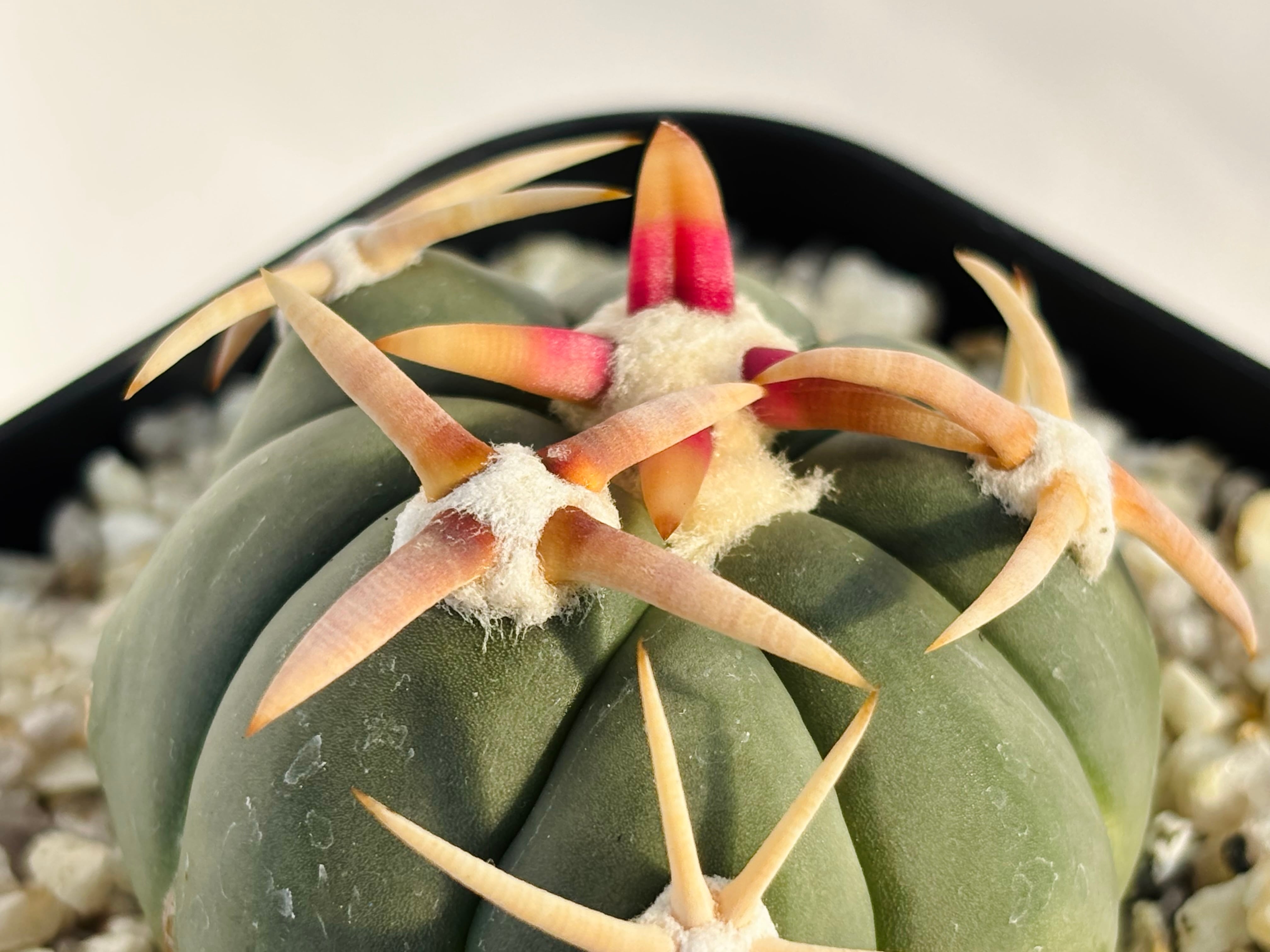 Echinocactus horizonthalonius エキノカクタス 白刺翠平丸 強刺選抜