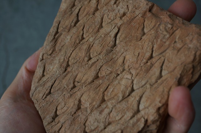 ポーランド産鱗木(ヒカゲノカズラ類)化石  Lepidodendron aculeatum 2440
