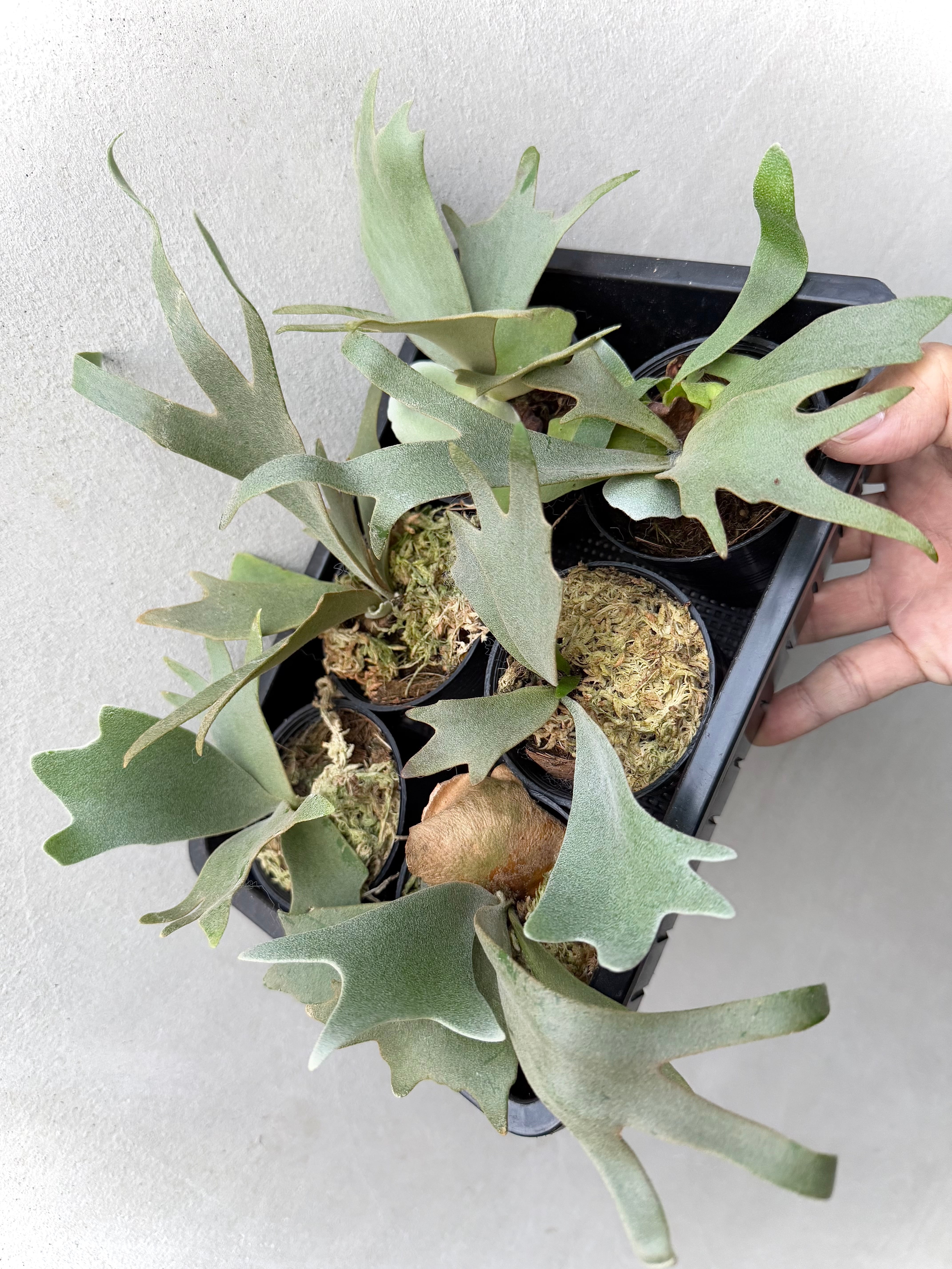 P. ridleyi dwarf 'Silver' ビカクシダ リドレイ ドワーフ 'シルバー