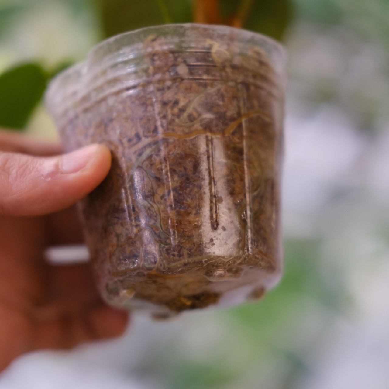 フィロデンドロン エルチョコレッド / Philodendron "El Choco Red"⑧ / 観葉植物<育て方・花言葉>