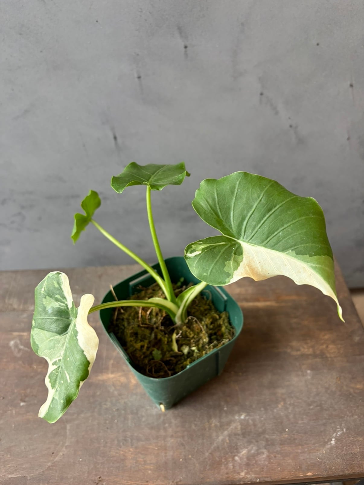 アンスリウム ルネッサンス バリエガータ | abc gardens