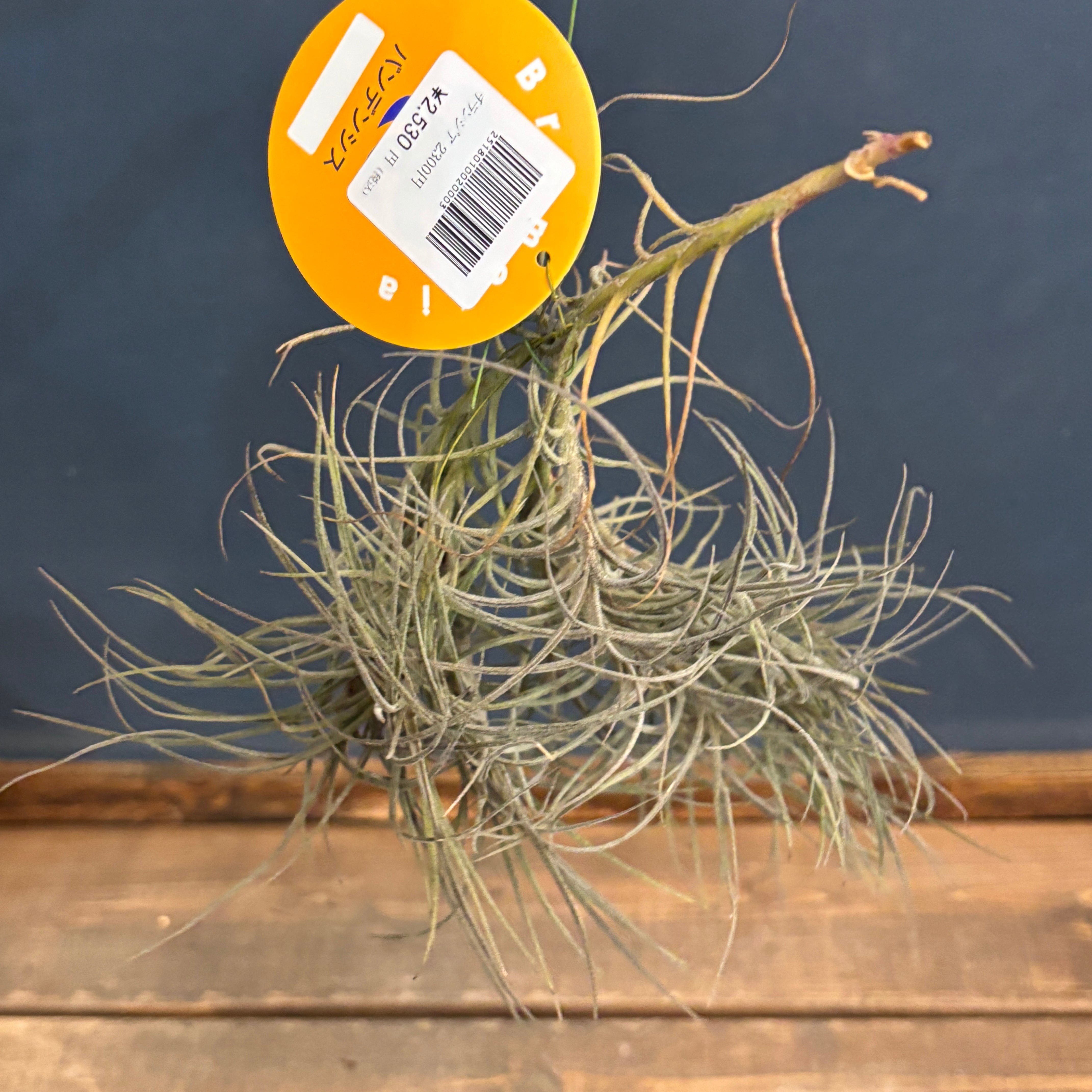 チランジア バンデンシス【369】 | PROTOLEAF プロトリーフ