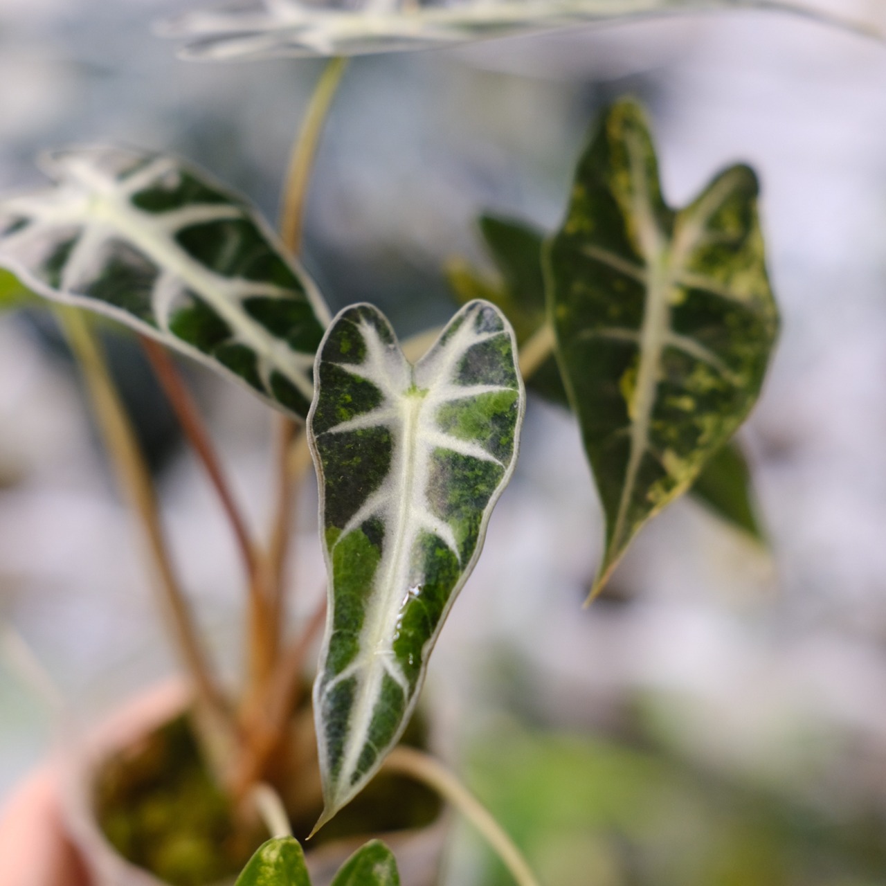 アロカシア バンビーノ イエロー / Alocasia bambino variegated 'Yellow'⑬ / 観葉植物
