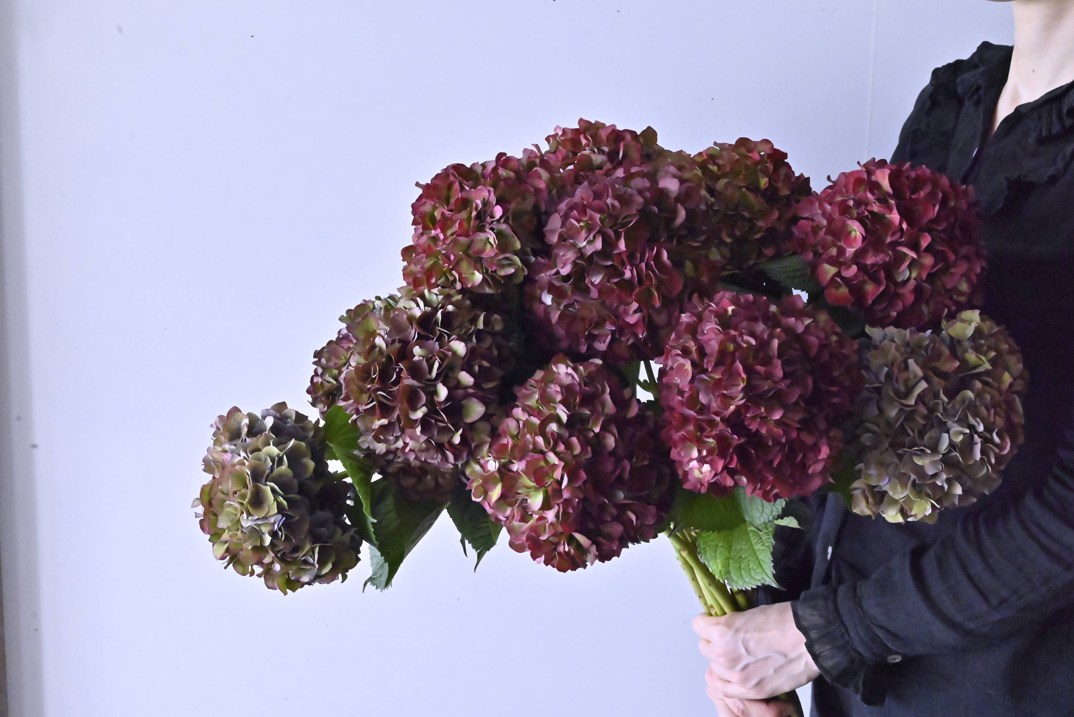 【数量限定】秋色アジサイ