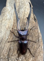 《メタリフェルホソアカ亜種フィナエ パープル系 80.5mm ペア》