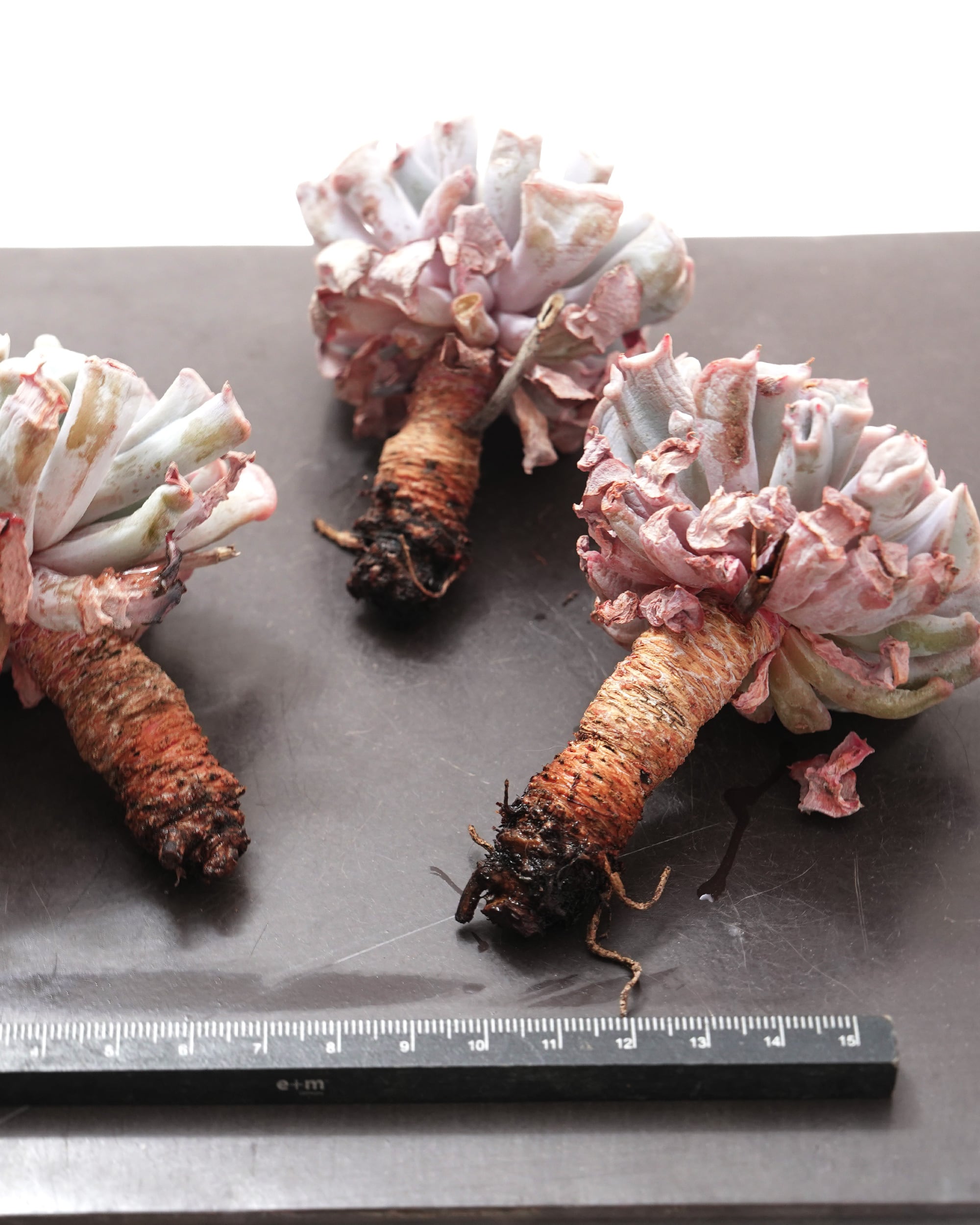 発根済カット苗 トランペットピンキー Echeveria 'Trumpet Pinky