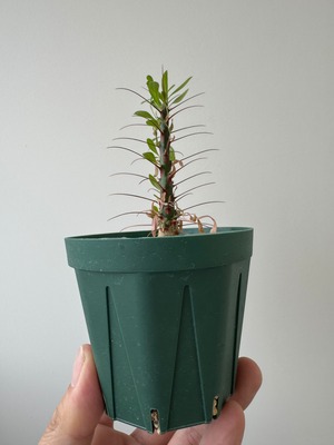 【新着】Fouquieria purpusii【小さいながらも貫禄のある極上苗】フォークイエリア プルプシー