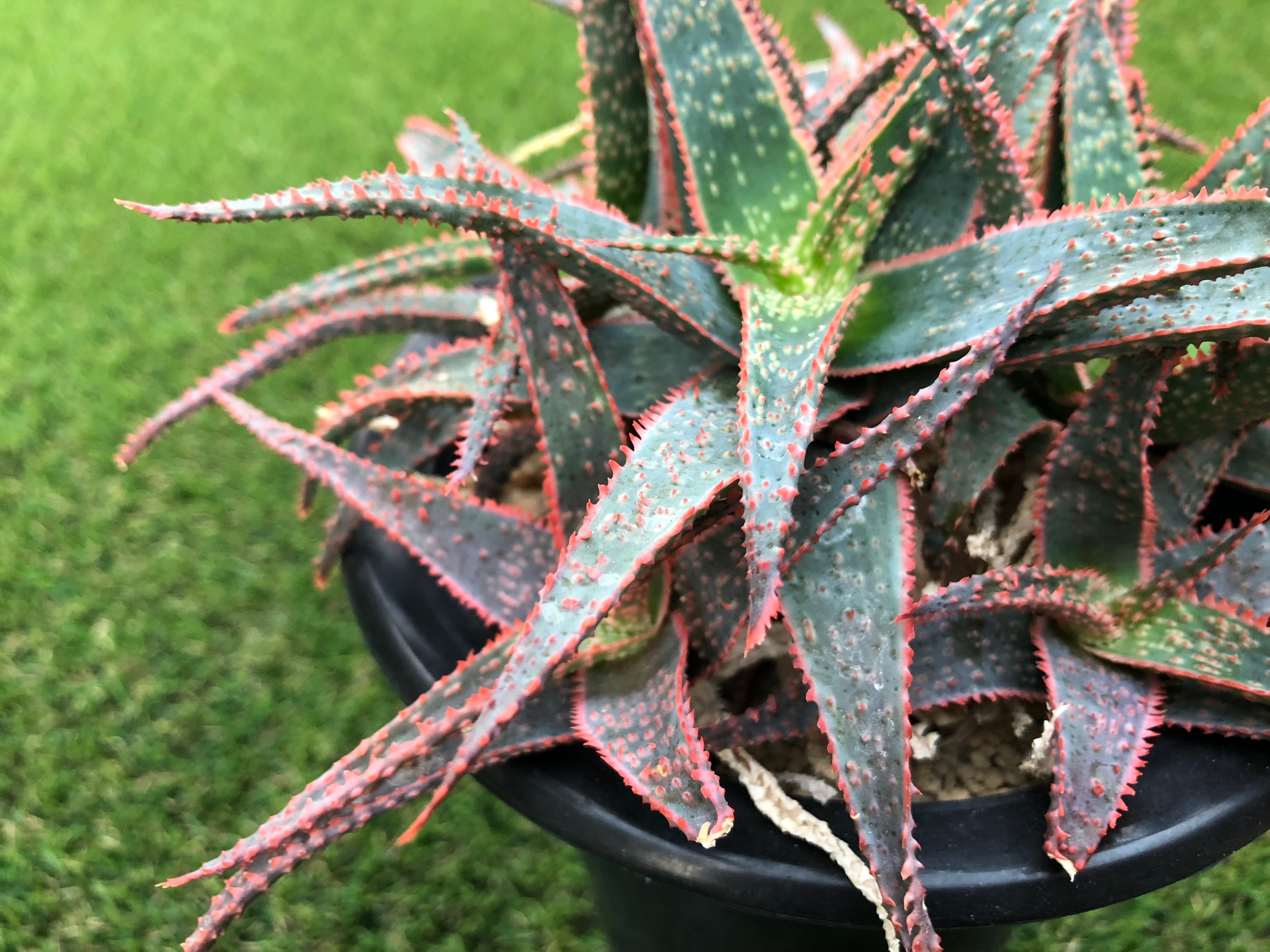 アロエ hyb ハイブリッド カスティロニアエ×クリスマスキャロル アロエ