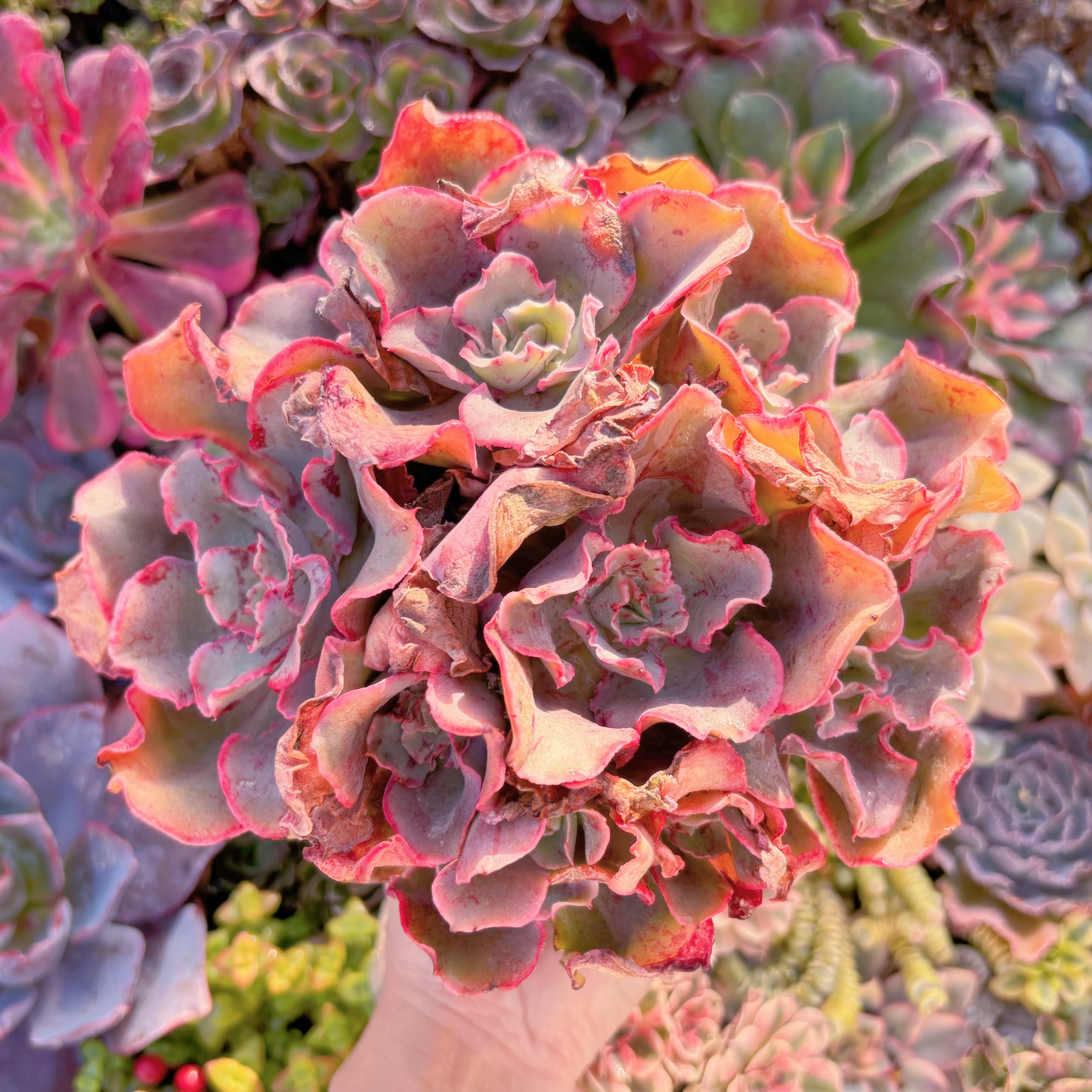 現品　新品種　フィンク#1128　特大群生　新入荷　るる農園