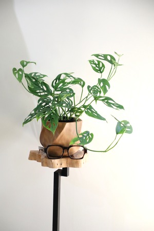 【M】マドカズラ/Monstera Adansonii　※マンゴーウッド鉢カバー付き