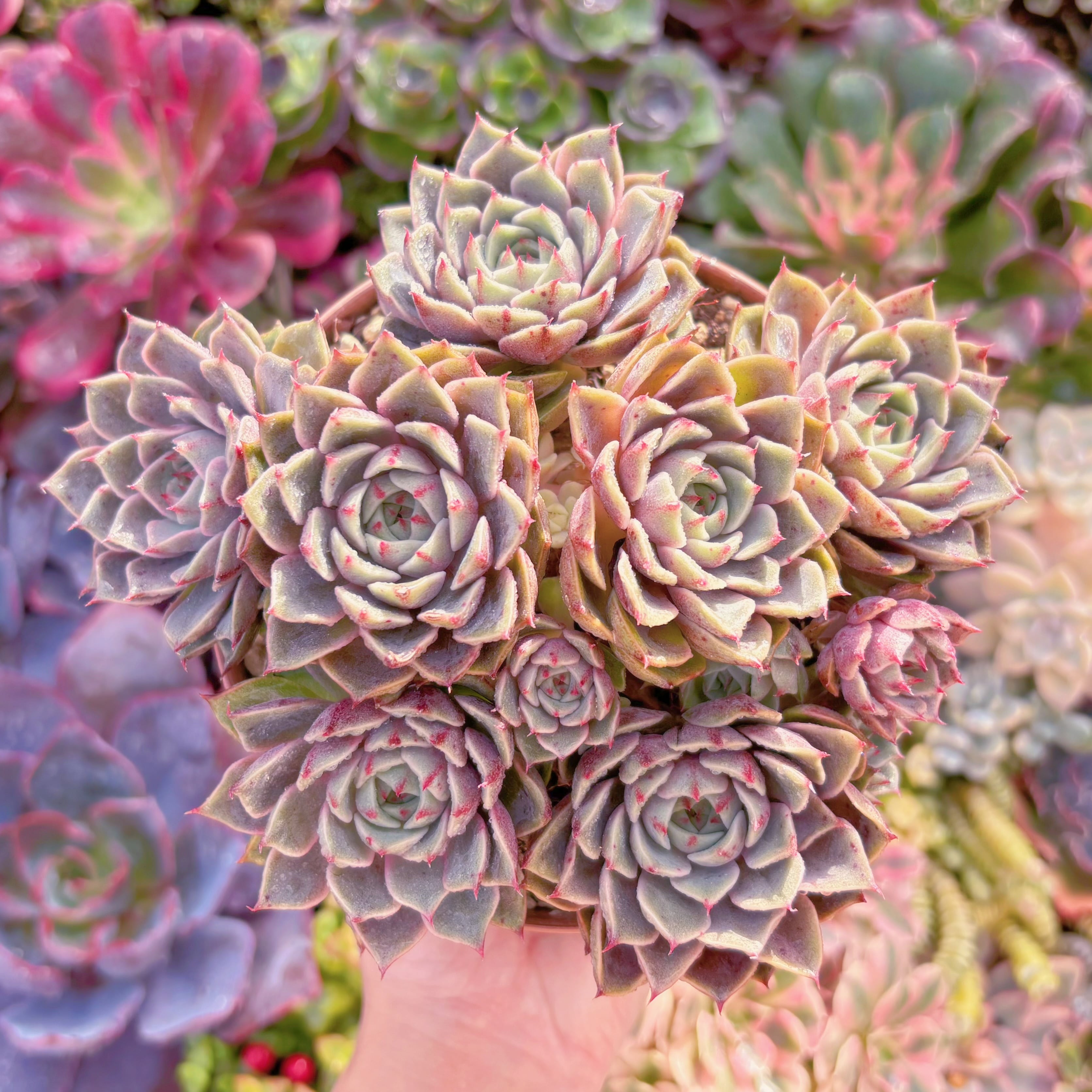 現品　ベンバディス#3026　大群生　古株　るる農園