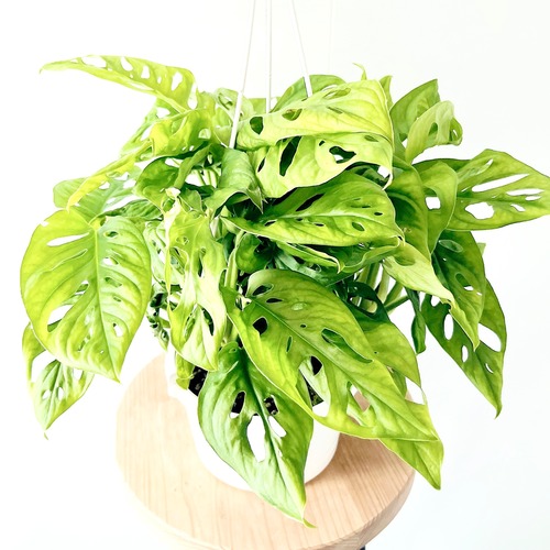 ボリューム溢れるマドカズラ ハンギング 観葉植物 calm cafe