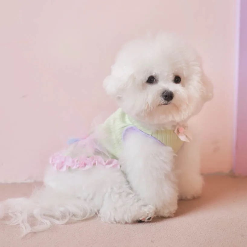 Pawtopia – Blooming Pet Top〈 1-3 ( S-2M ) 〉