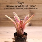 【送料無料】Neoregelia 'White Hot Ember'〔ネオレゲリア〕現品発送N0302