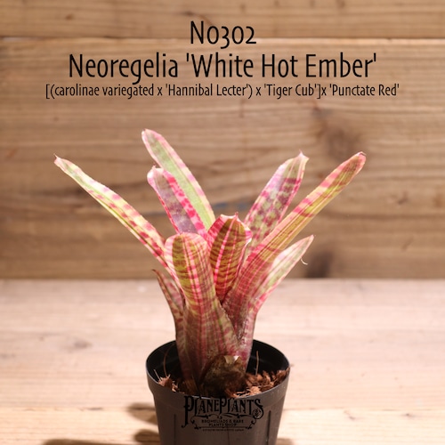 【送料無料】Neoregelia 'White Hot Ember'〔ネオレゲリア〕現品発送N0302