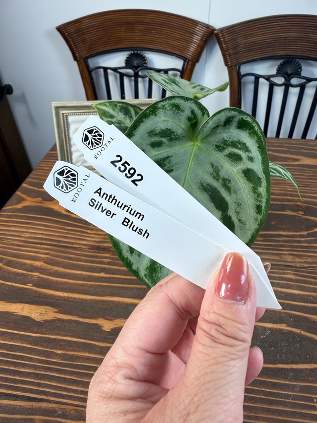 ★2592【堂々たる銀葉の風格】アンスリウム　シルバーブラッシュ（口径８㎝ポット）