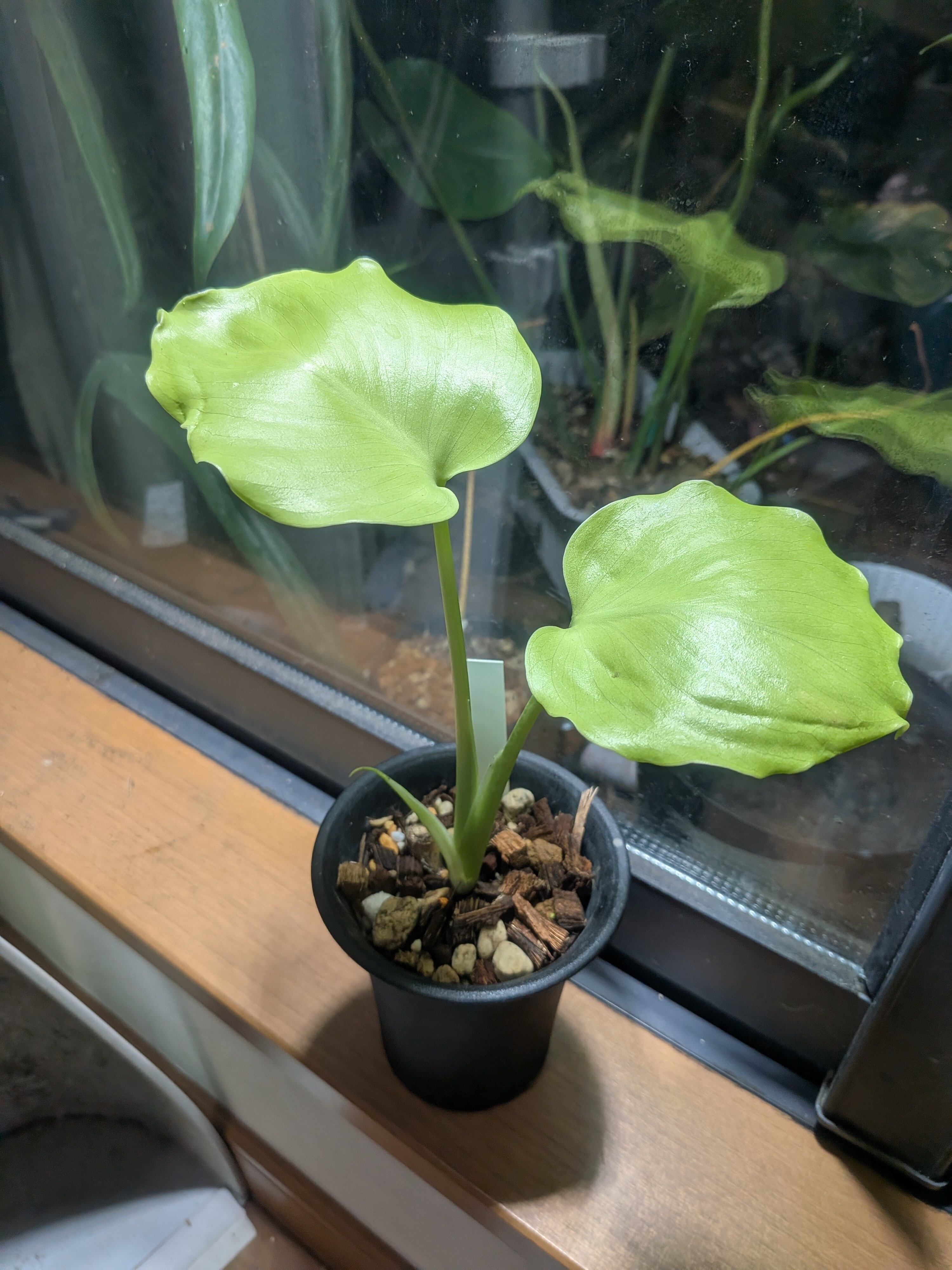 P. Willinckii cv. Sailor Mercury (OC) 【artPLANTs/PLANTS GARAGE