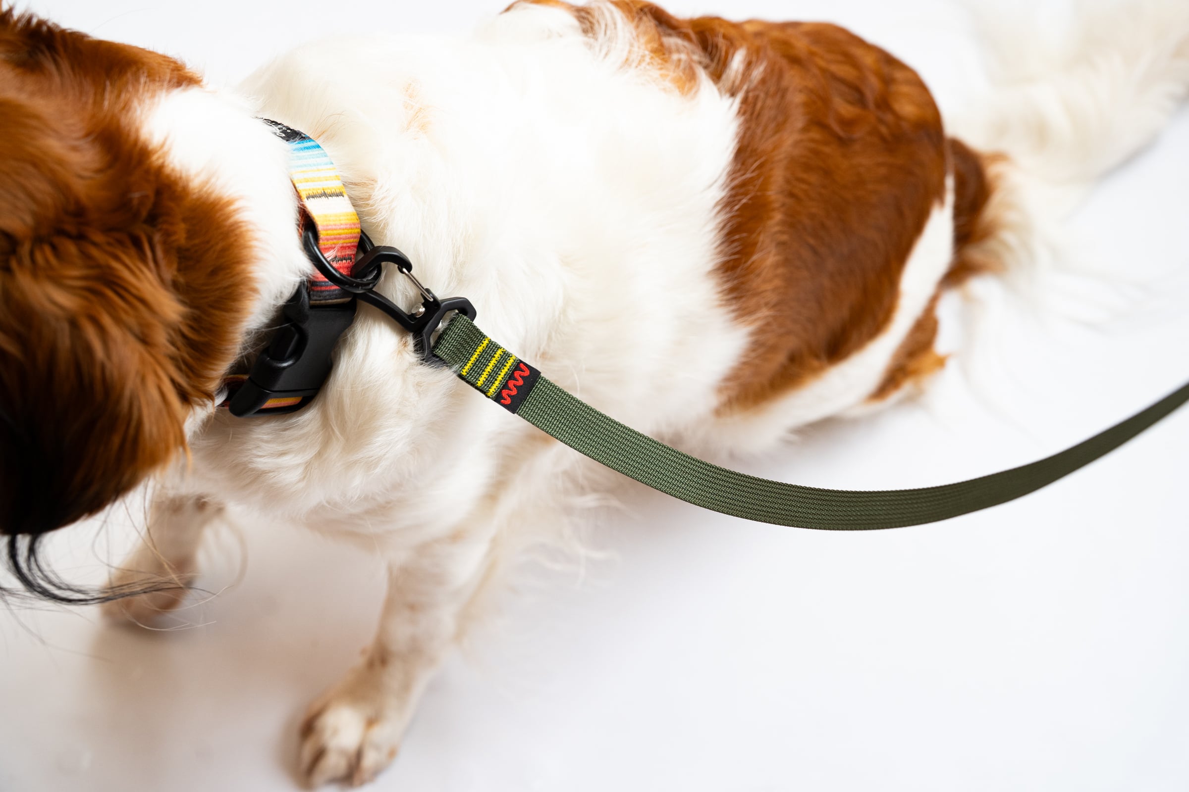 Sky dog trail leash | JINDAIJI MOUNTAIN WORKS