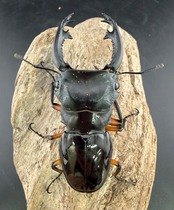 WD】《インペリアリスツヤ亜種komorii トゥルスマリア産 68mm ペア》