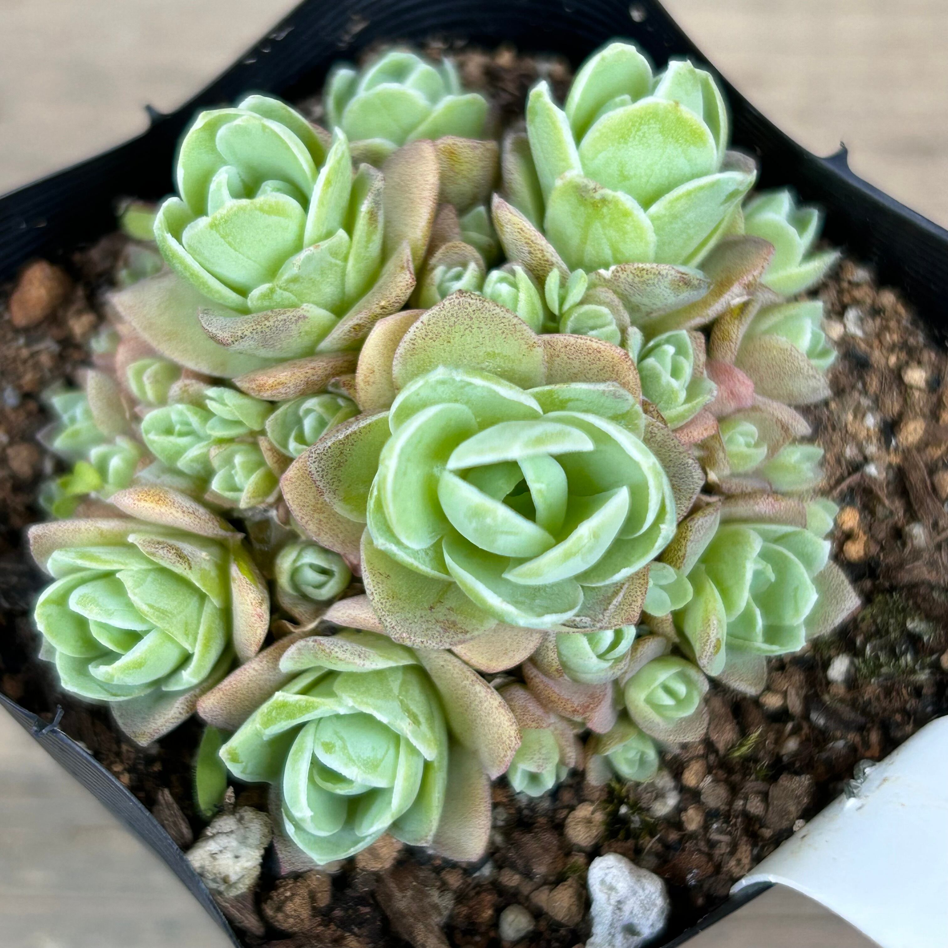 Top【選抜株】多肉植物　21952 ピーコック　フェザーズ12個　鉢無し/脱土 ピーチパーフェクト | RuPo 多肉植物専門店